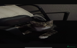 American Shorthair cats for sale: Looking to rehome our Kitten - Image 3