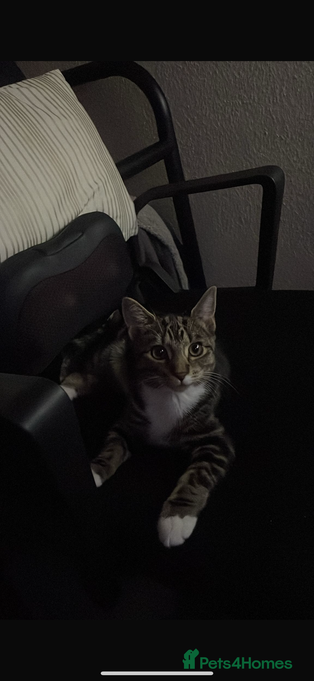 American Shorthair cats for sale: Looking to rehome our Kitten - Image 3