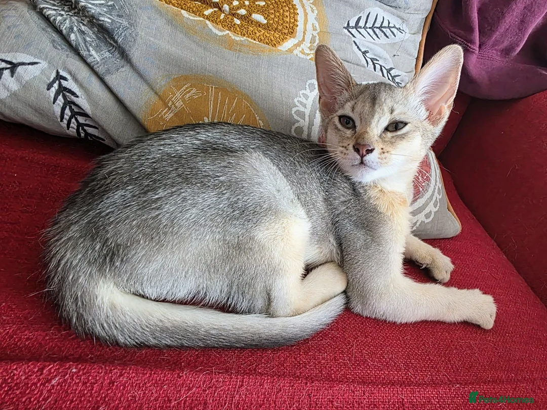 Abyssinian cats for sale: GCCF registered Abyssinian Kittens  - Advert 2