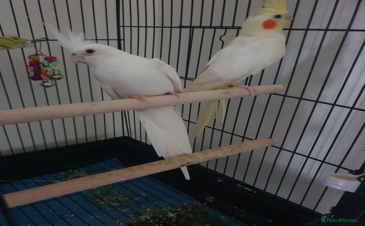 Cockatiels birds - Advert 4