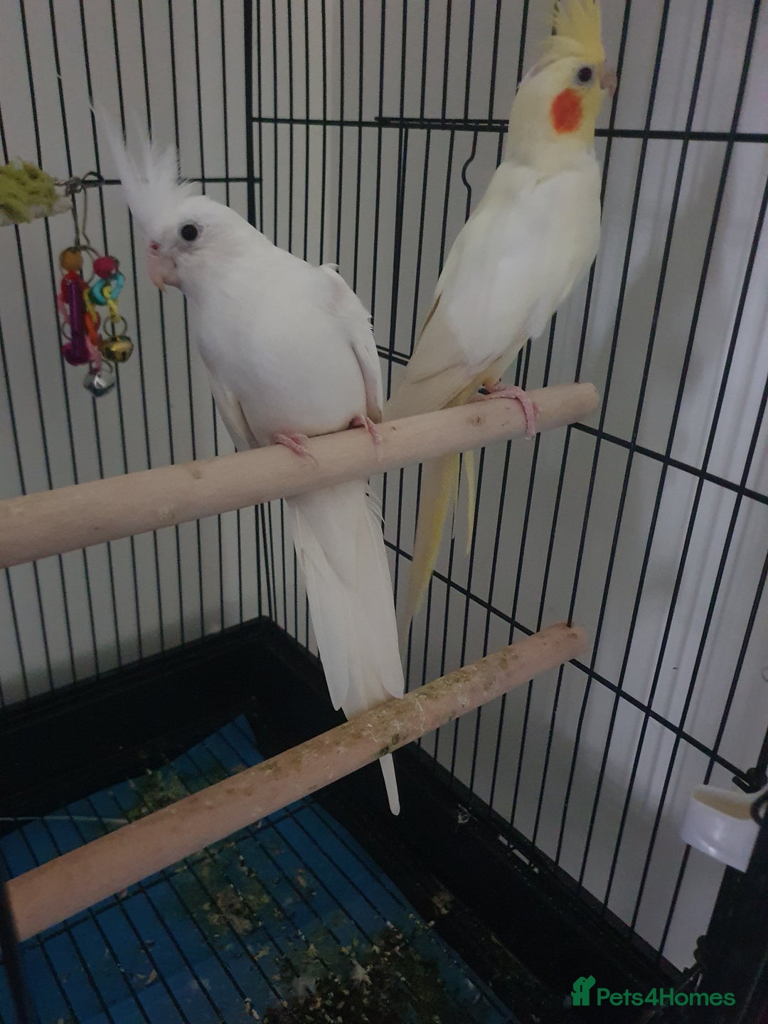 Cockatiels birds for sale: 2 x Male Cockatiels - Image 1