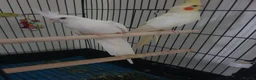 Cockatiels birds for sale: 2 x Male Cockatiels - Advert 1
