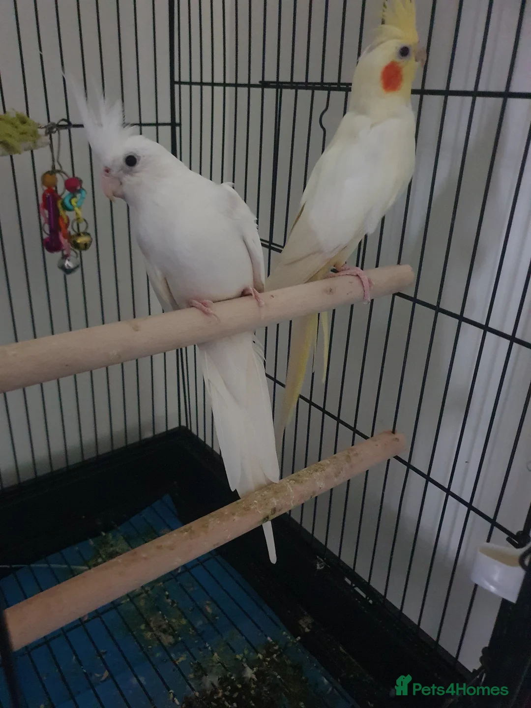 Cockatiels birds for sale: 2 x Male Cockatiels - Advert 1