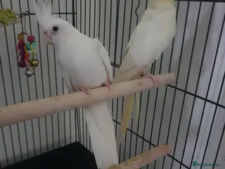 Cockatiels birds 2 x Male Cockatiels - Advert 4