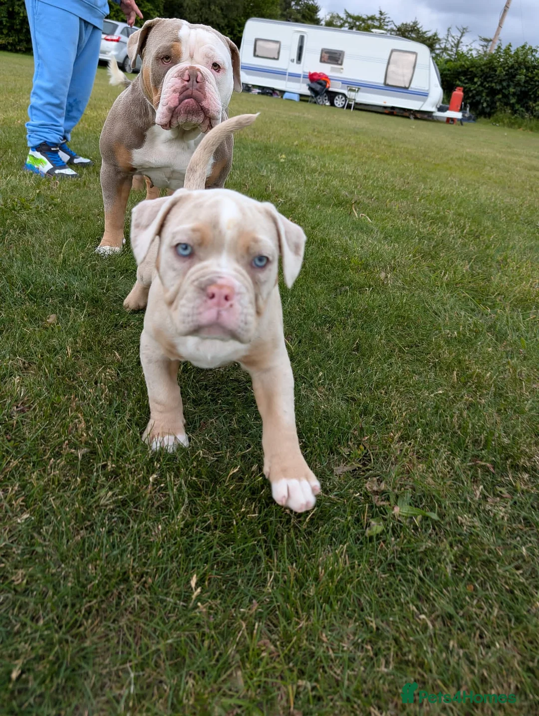Olde English Bulldogge dogs for sale: olde English bulldogge girls - Advert 2