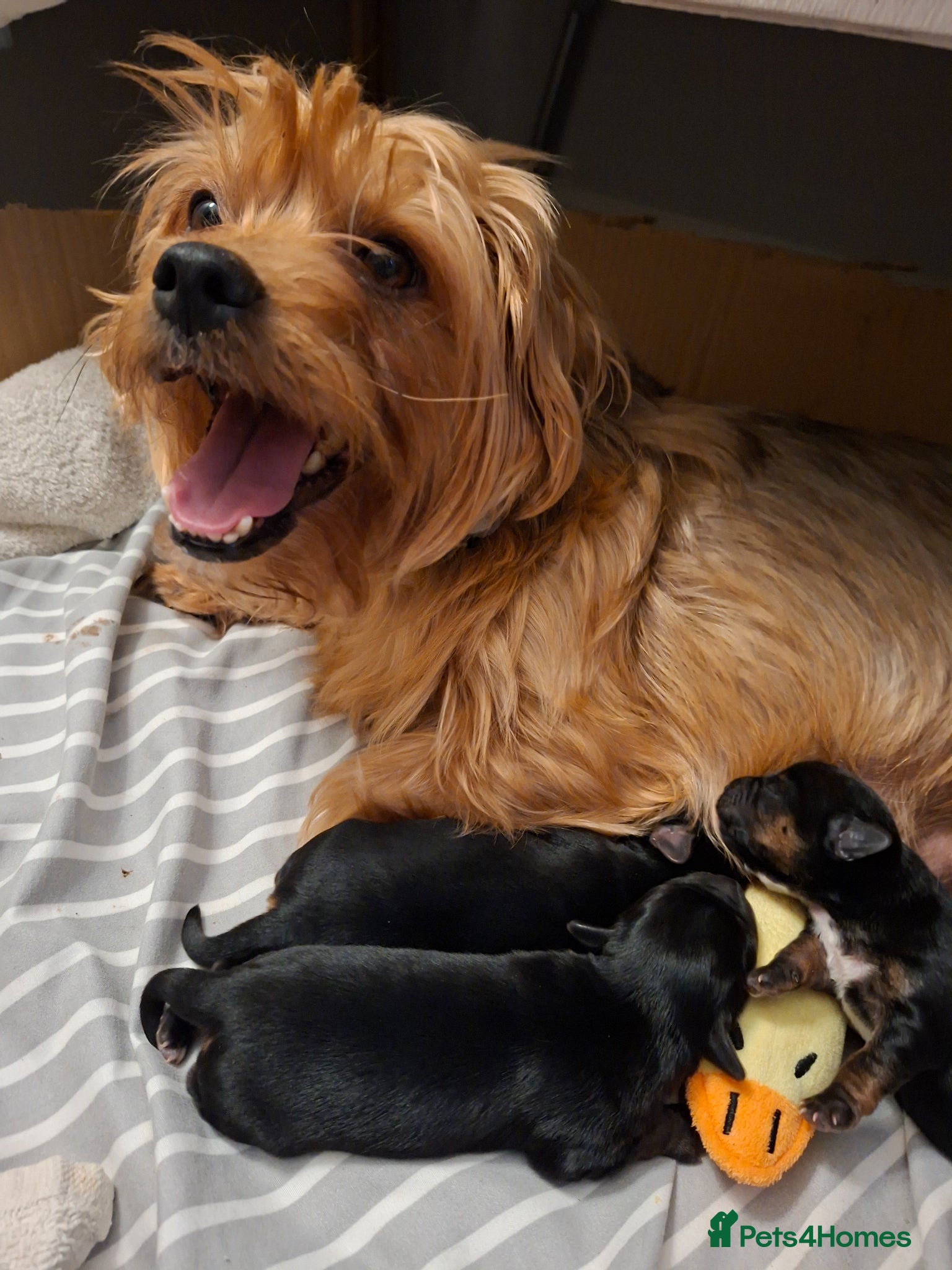 Mixed Breed dogs Beautiful black, tan and white pups - Advert 9