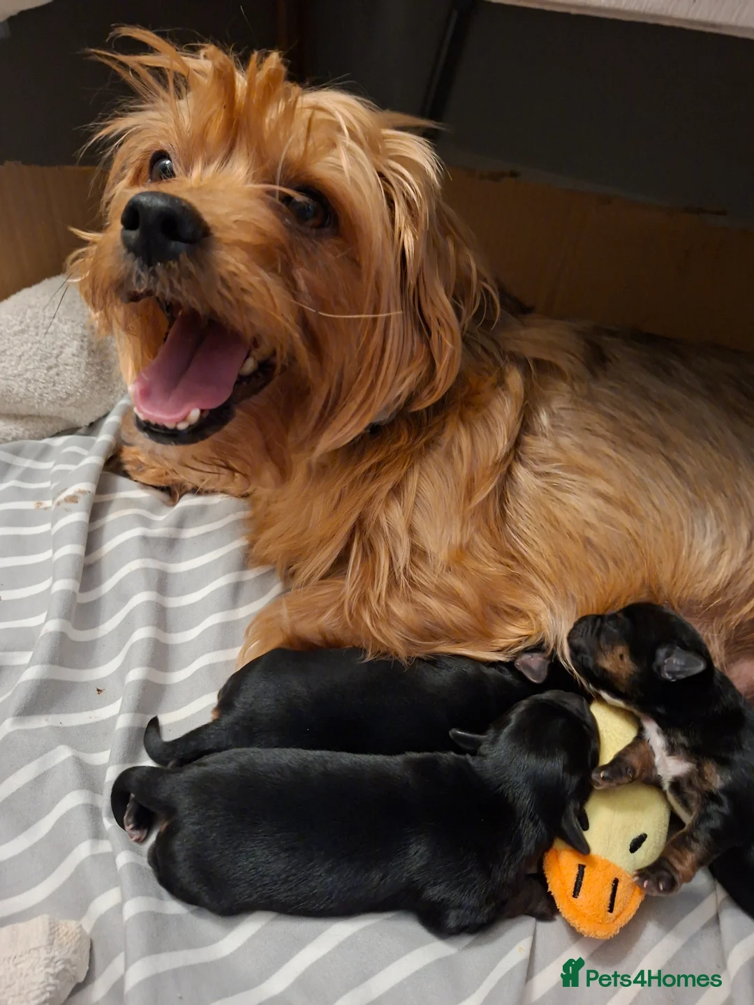Mixed Breed dogs for sale: Beautiful black, tan and white pups - Advert 1