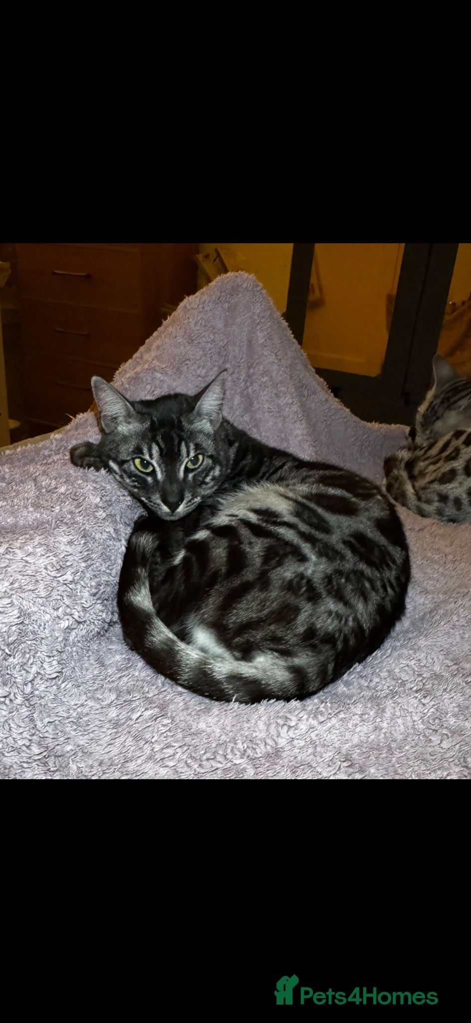 Bengal cats Charcoal Rosetta Bengal - Advert 16
