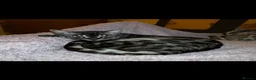 Bengal cats for sale: Silver Charcoal Rosetta Bengal - Advert 1