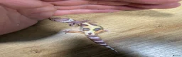 Leopard Gecko reptiles for sale: Baby leopard geckos in Knaresborough - Advert 5