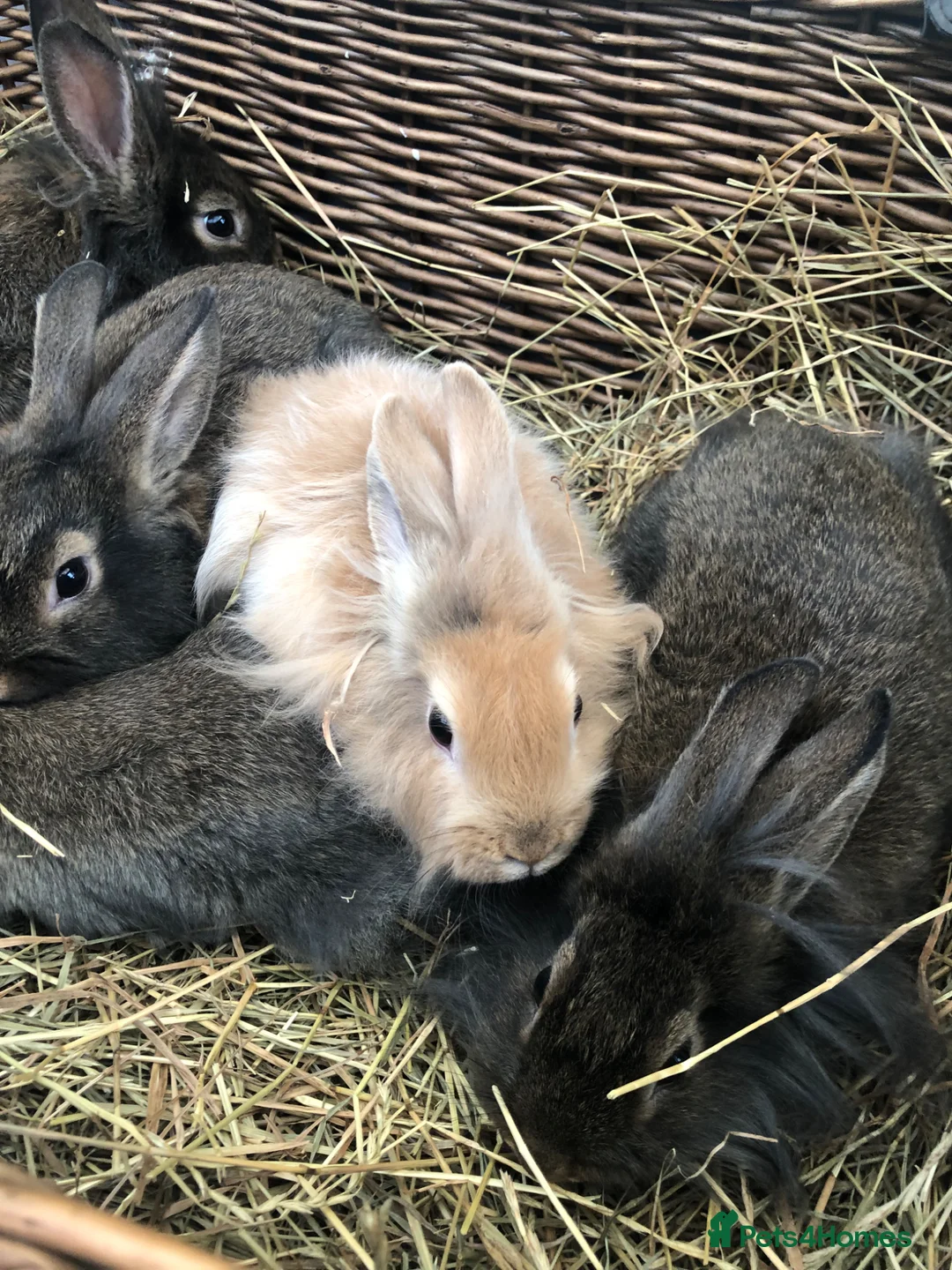 Lionhead rabbits for sale: Gorgeous fluffy Lionhead babies ready now - Advert 1