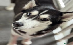 Siberian Husky dogs for sale: Beautiful Chunky Siberian Husky Puppies  - Image 12