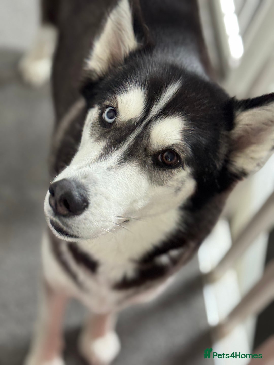 Siberian Husky dogs for sale: Beautiful Chunky Siberian Husky Puppies  - Image 12