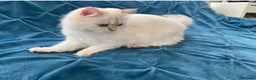 British Longhair cats for sale: Pure bread British Long and Shorthair kittens   - Advert 9