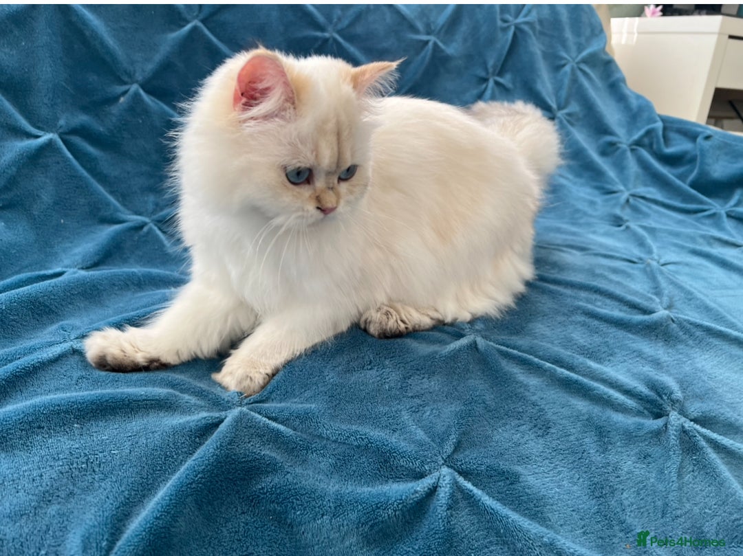 British Longhair cats for sale: Pure bread British Long and Shorthair kittens   - Advert 9