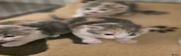 Mixed Breed cats for sale: 2 kittens for sale  - Advert 3