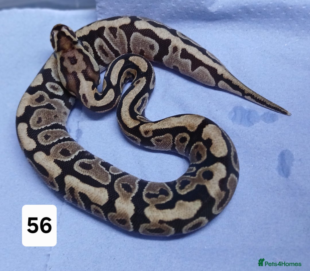 Python Snake reptiles for sale: Hatchling Royal Python's  - Image 32
