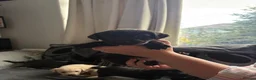 Labrador Retriever dogs for sale: 7 working labs for sale! - Advert 6