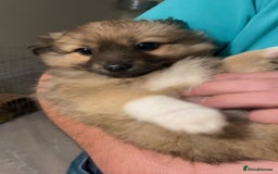 German Spitz dogs for sale: Ready to leave now German spritz puppies  - Image 5