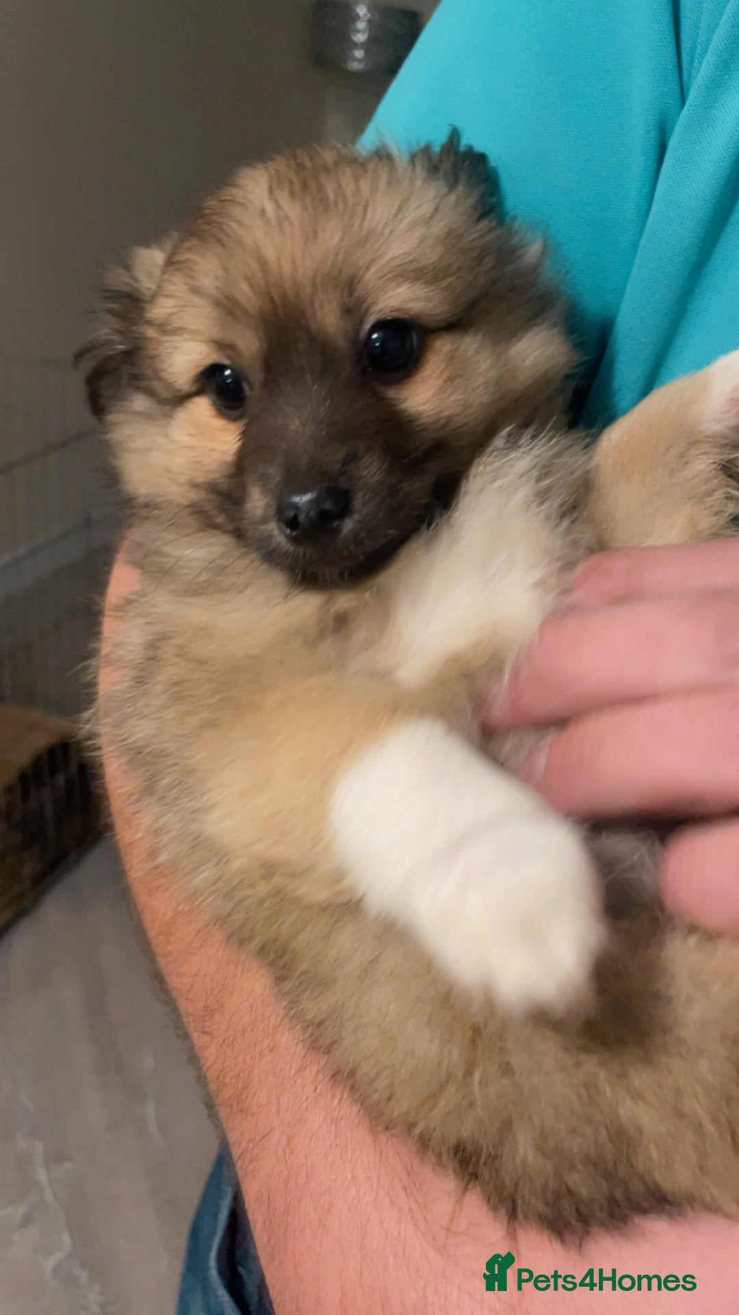 German Spitz dogs for sale: Ready to leave now German spritz puppies  - Image 5