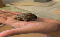 Tortoise reptiles for sale: Greek Spur Baby Tortoises Hatched 2025 - Image 10