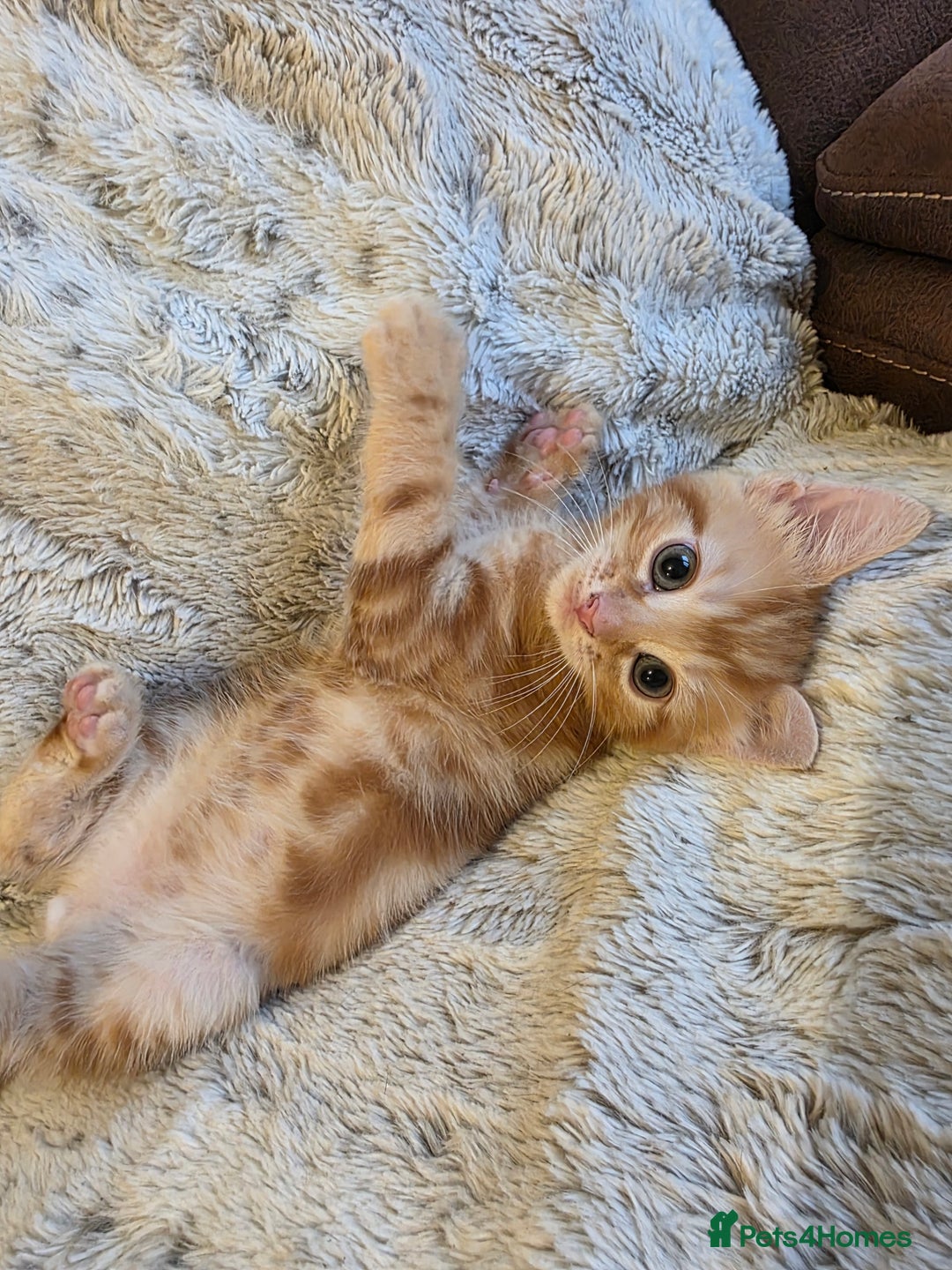 Mixed Breed cats for sale: 2 Male Stripy Kitten's - Advert 10