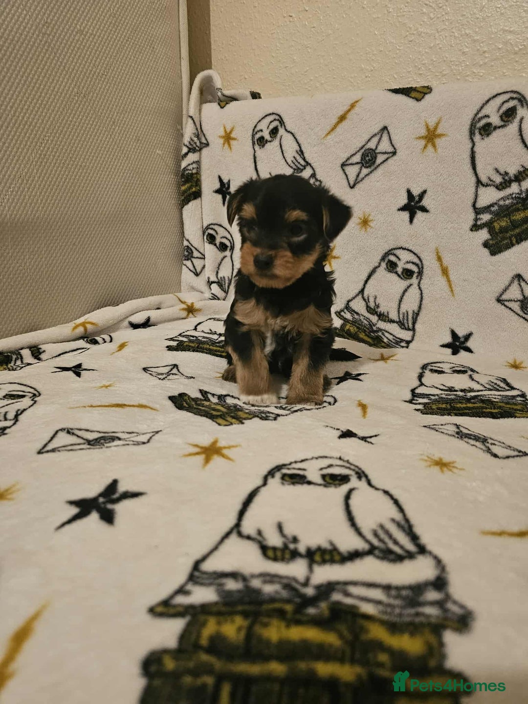 Yorkshire Terrier dogs for sale: Hello - Image 16