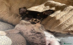Mixed Breed dogs for sale: Pug puppies for sale  - Image 1