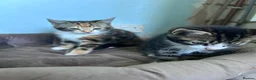Mixed Breed cats for sale: Three friendly kittens  - Advert 1