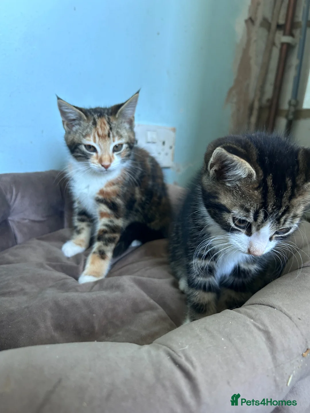 Mixed Breed cats for sale: Three friendly kittens  - Advert 1