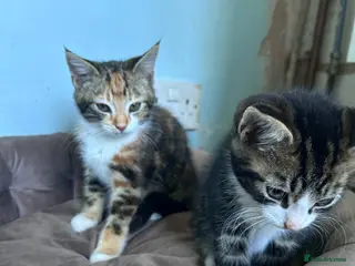 Mixed Breed cats Three friendly kittens - Advert 5