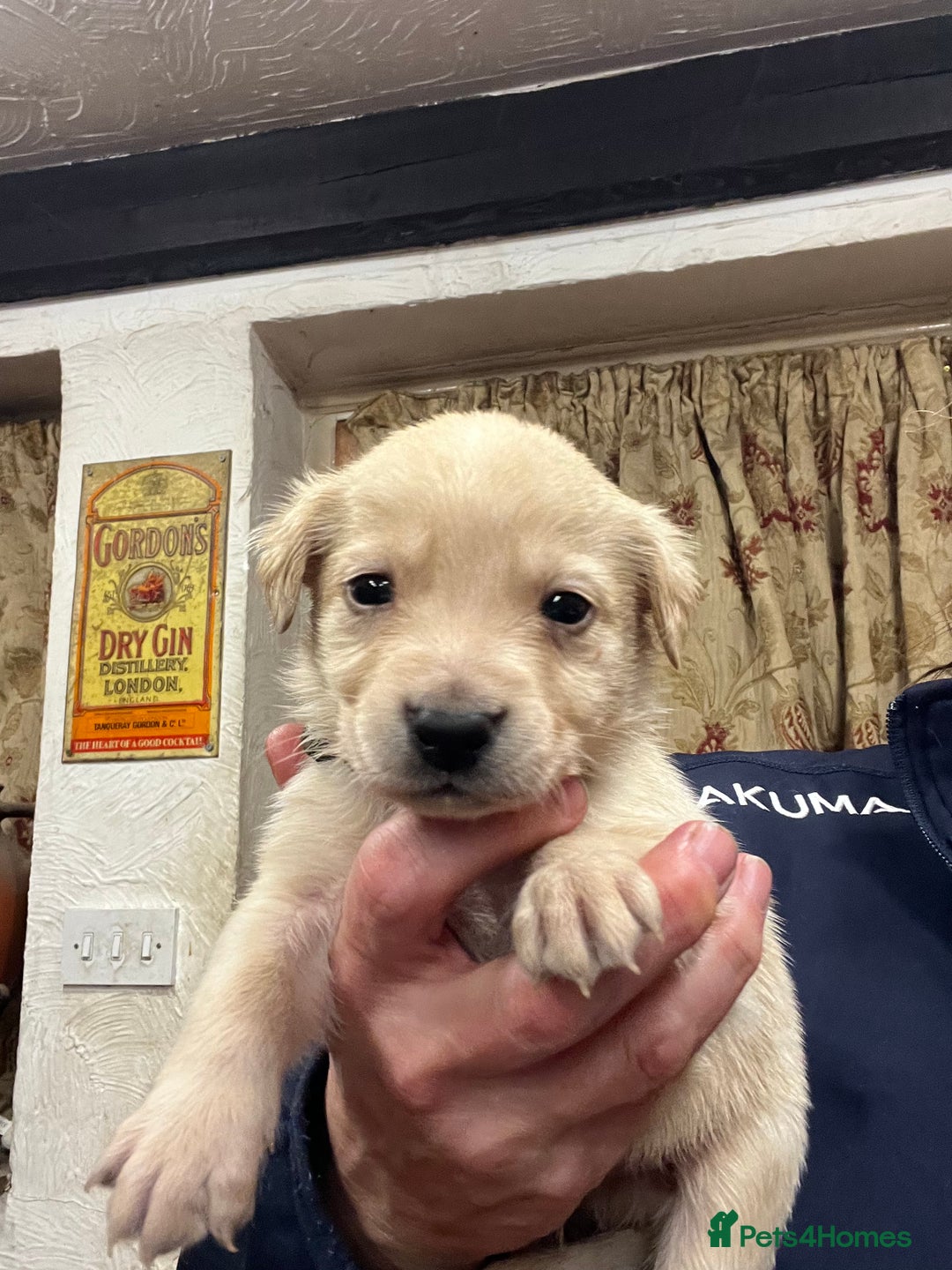 Labrador Retriever dogs for sale: Adorable Labrador puppies  - Advert 8