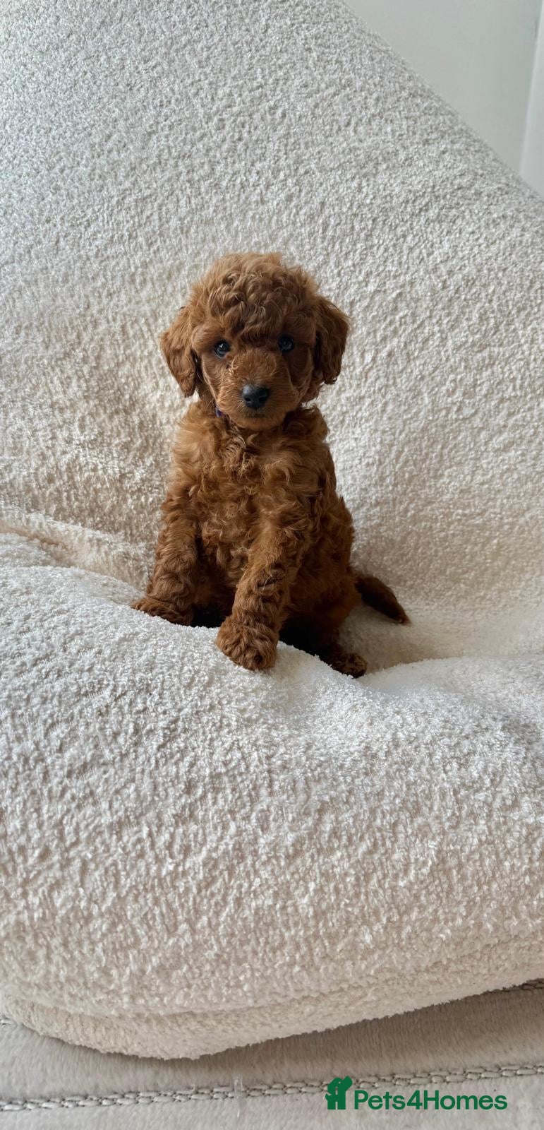 Toy Poodle dogs Tiny Toy Poodle Puppies 🐾  - Advert 2
