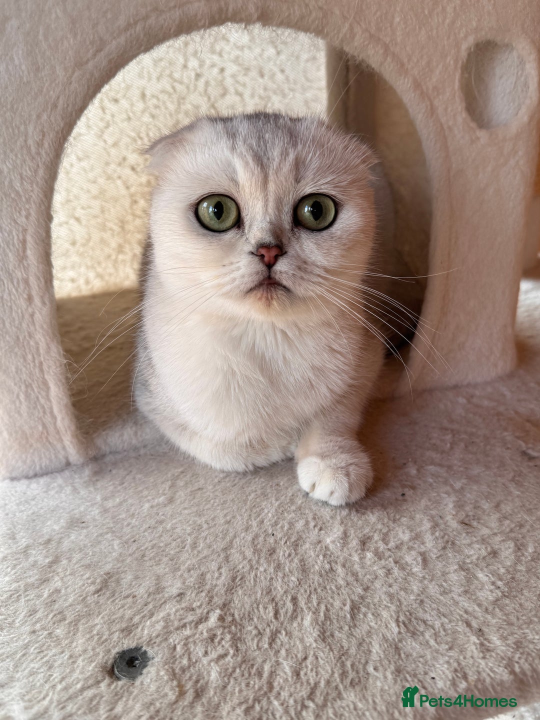 Scottish Fold cats for sale: Beautiful Silver & White Scottish Fold Kittens  - Advert 7