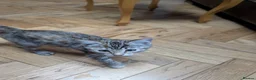 Toyger cats for sale: 3 Baby Toyger Kittens Looking For New Homes - Advert 5