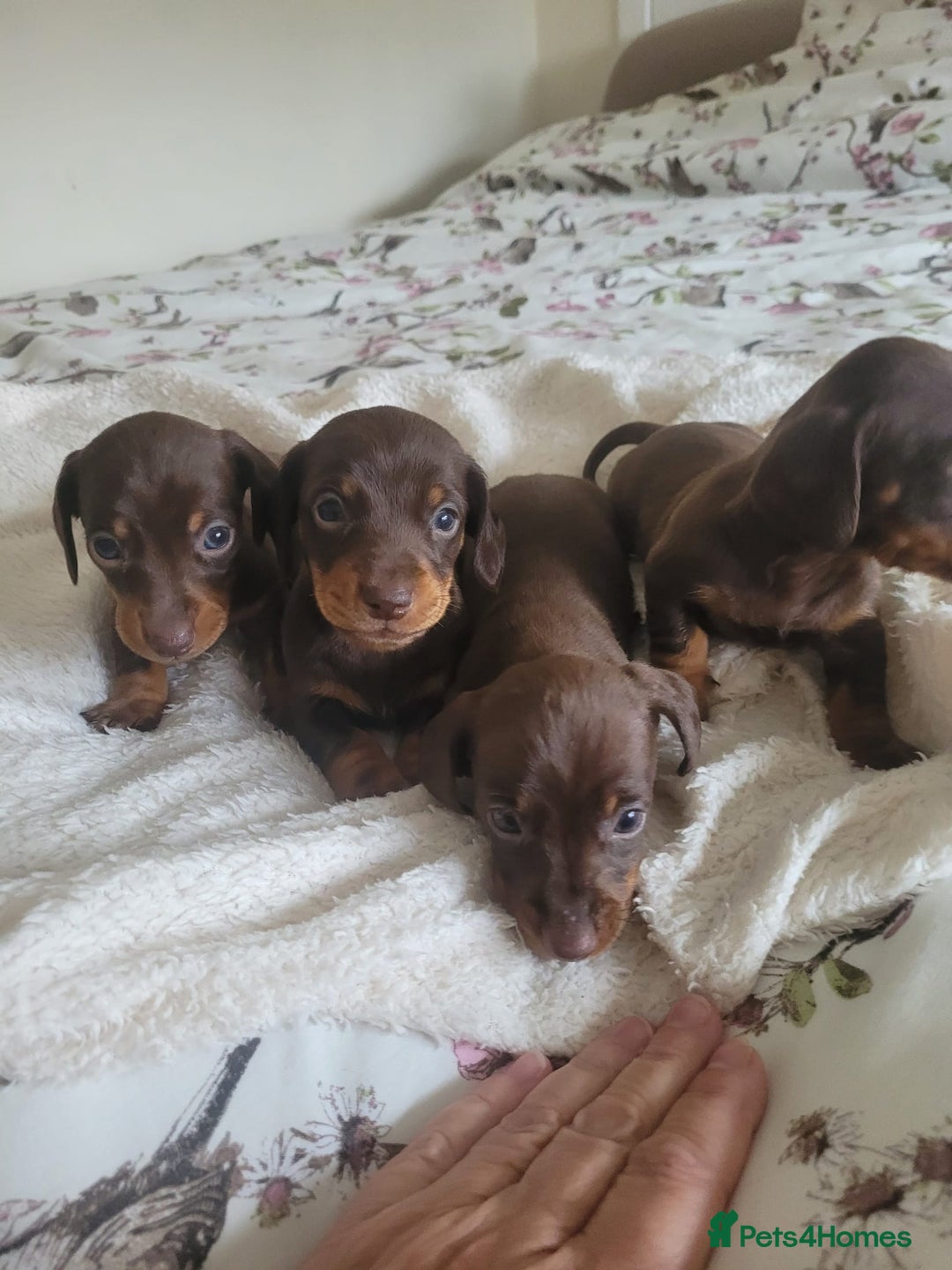 Miniature Dachshund dogs for sale: Miniature Dachshund puppies  in Bathgate - Image 2