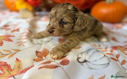 Cockapoo dogs for sale: F1 Cockapoos  - Image 15