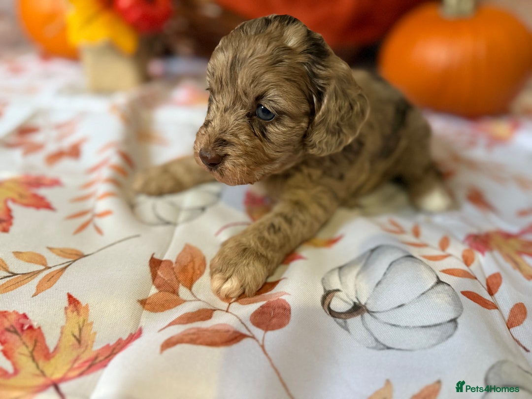 Cockapoo dogs for sale: F1 Cockapoos  - Image 15