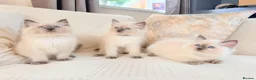 Ragdoll cats for sale: 3 male kittens  - Advert 9