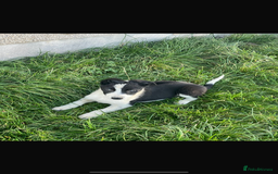 Border Collie dogs for sale: Border collie puppies  - Advert 3