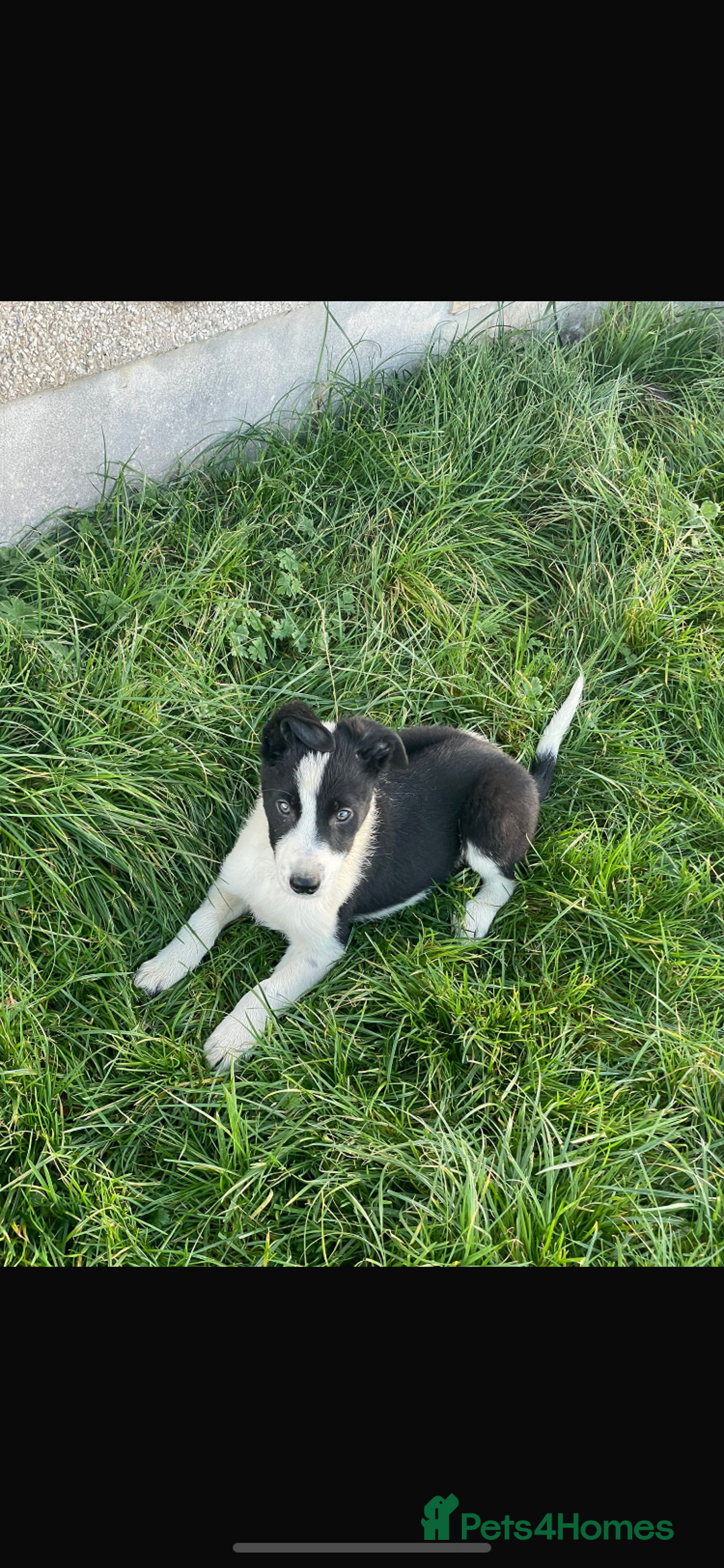 Border Collie dogs for sale: Border collie puppies  - Advert 3