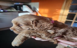 Sproodle dogs for sale: Sproodle puppies - Image 5