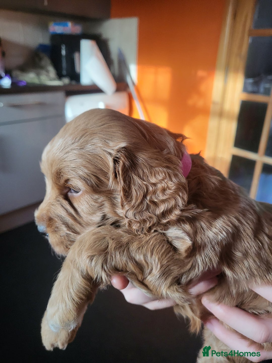 Sproodle dogs for sale: Sproodle puppies - Image 5