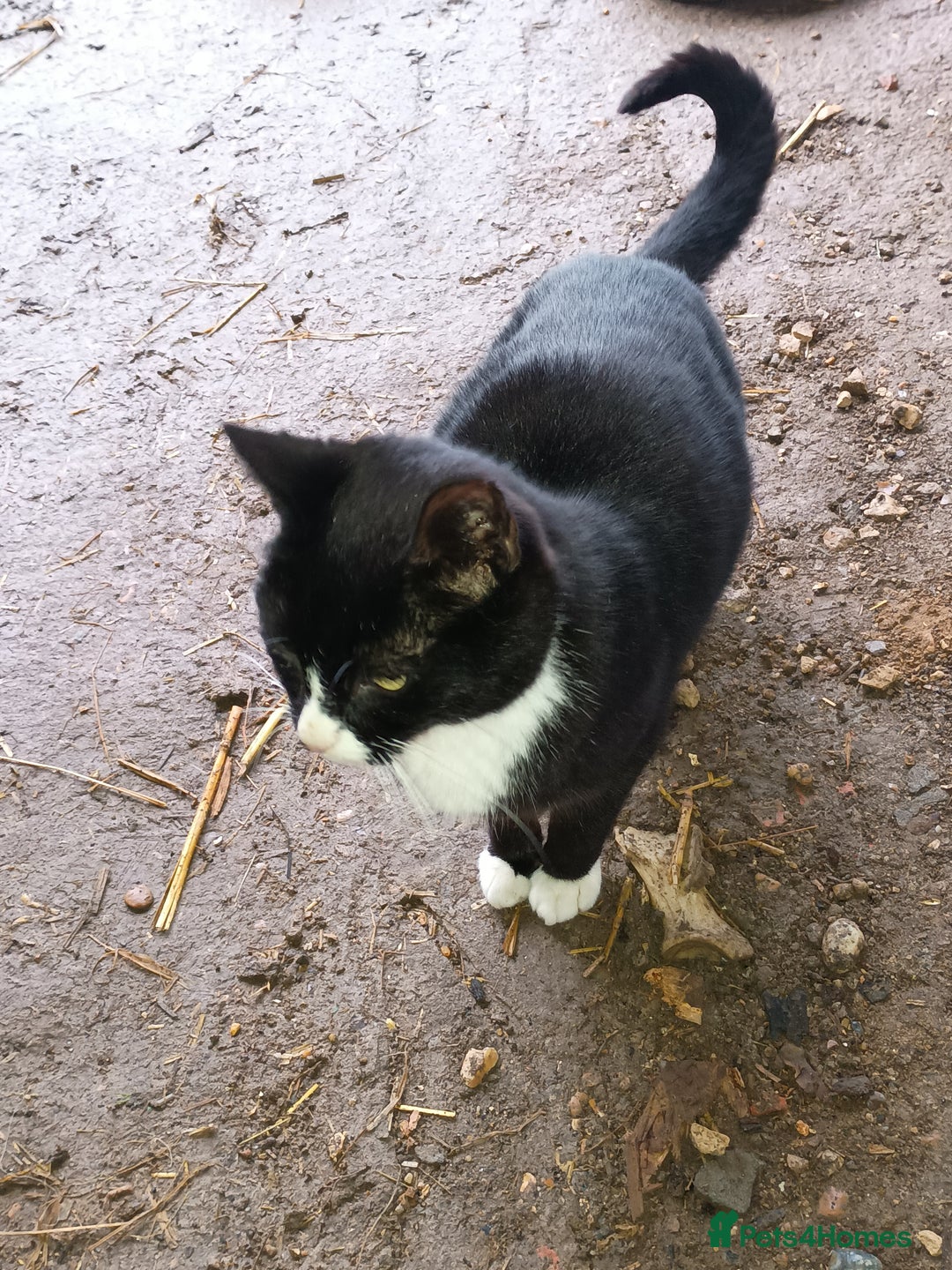 Mixed Breed cats for sale: Female barn/outdoor kitten - Advert 5