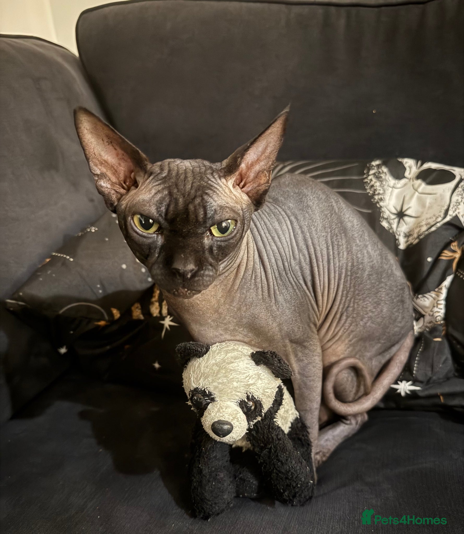 Sphynx cats Black Sphynx Cat – 2 Year Old – Loving Home Needed - Advert 7