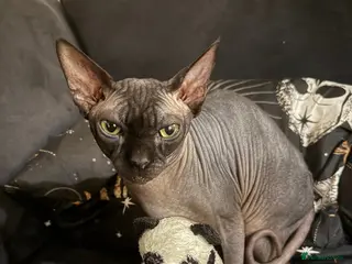 Sphynx cats Black Sphynx Cat – 2 Year Old – Loving Home Needed - Advert 4