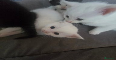 British Shorthair cats - Advert 8