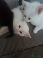 British Shorthair cats - Advert 1