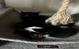 Domestic Shorthair cats for sale: 7 very adorable kittens  - Image 15