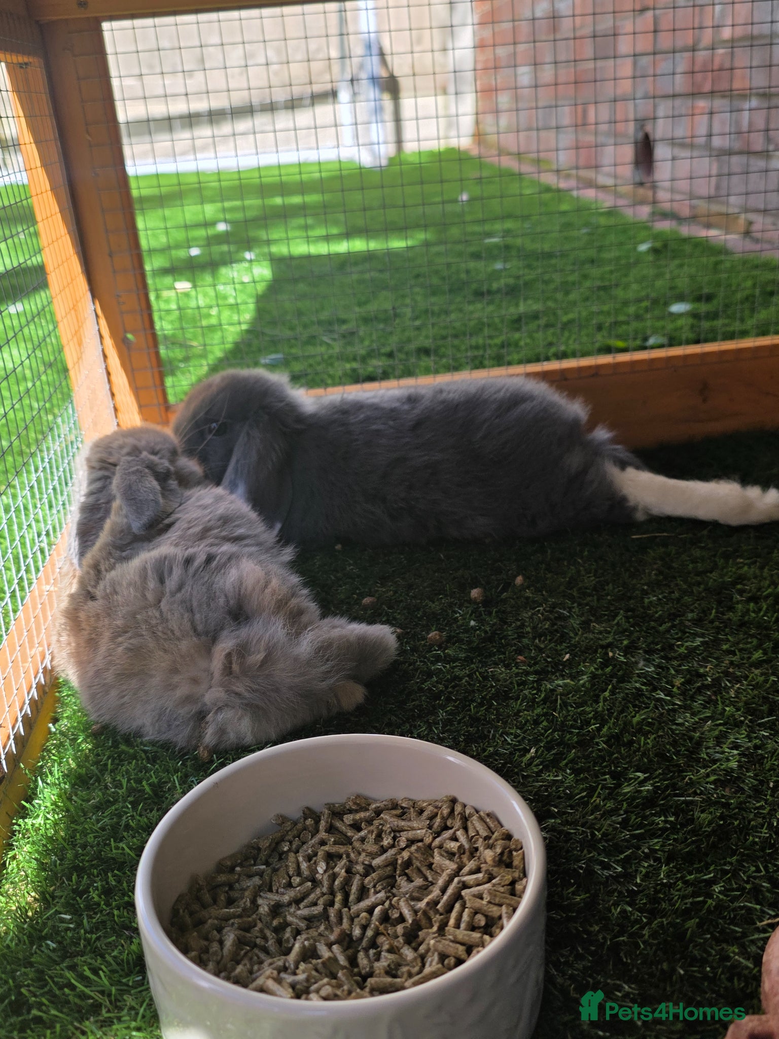 Mixed Breed rabbits Two female bunnies  - Advert 1